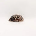 Leho Cowry Shell Medium Hair Claw