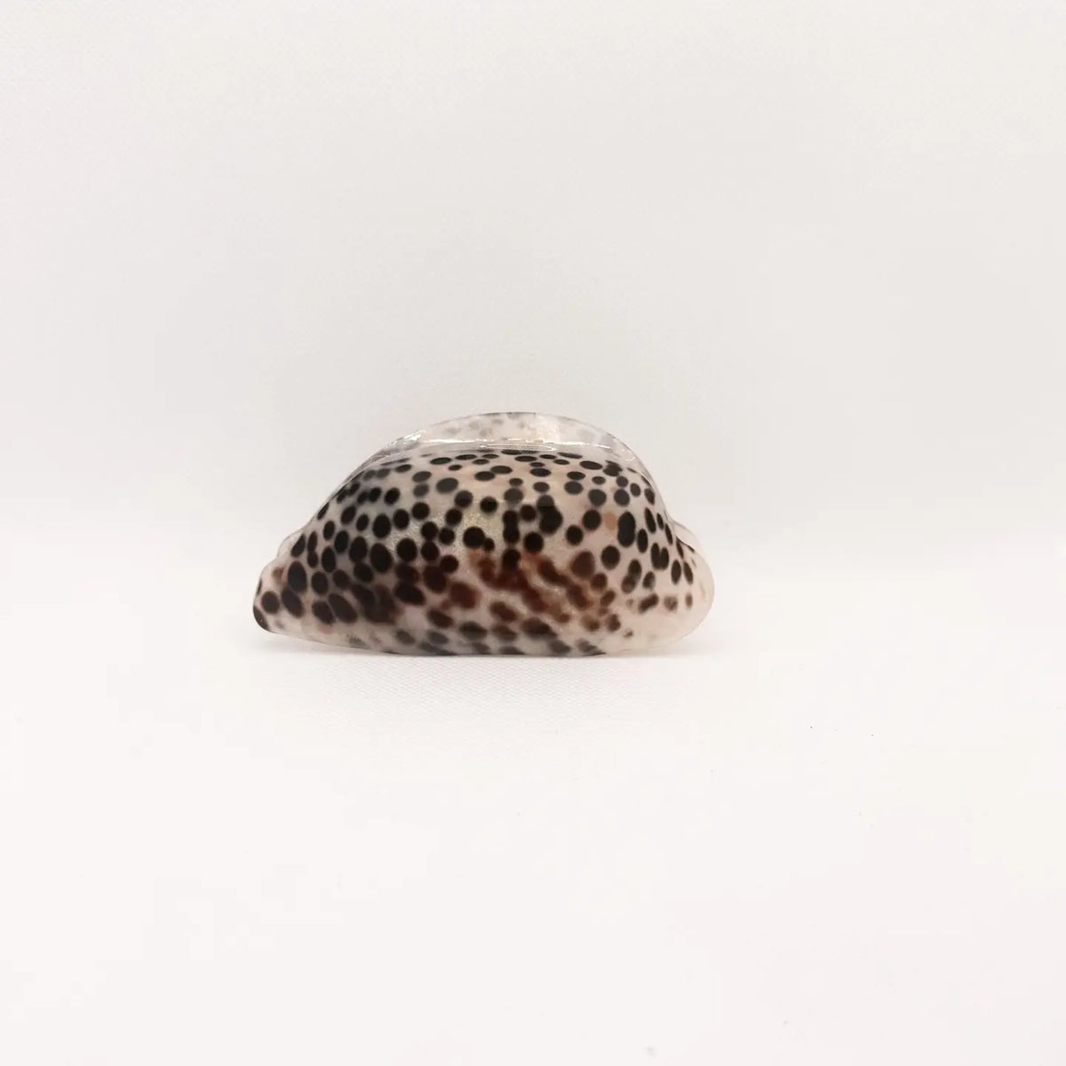 Leho Cowry Shell Medium Hair Claw