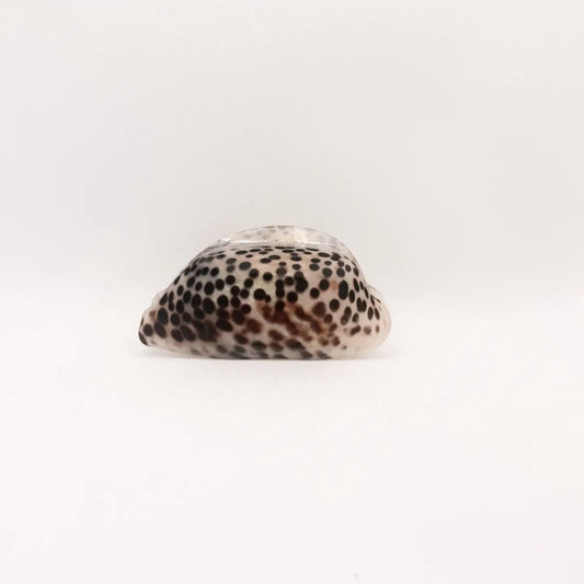 Leho Cowry Shell Medium Hair Claw