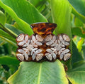 Ohia Kuiki - Phases Hawaii