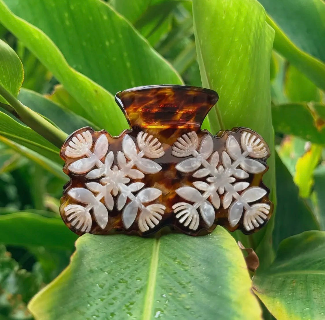 Ohia Kuiki - Phases Hawaii