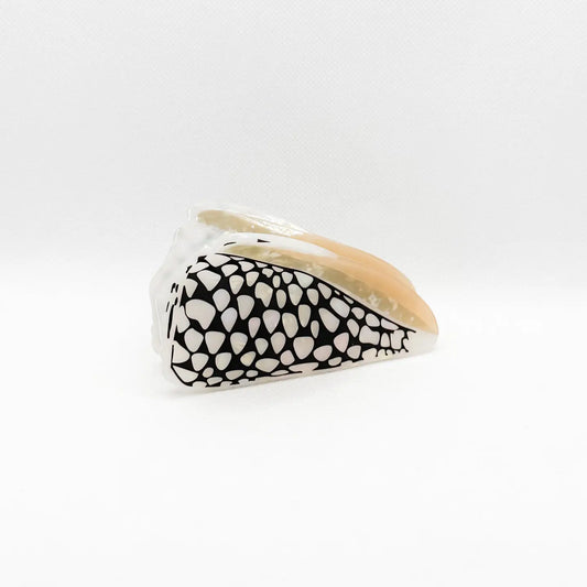 Marble Black Cone Shell Hair Claw